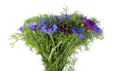 Obraz premium flowers of Centaurea isolated on white background