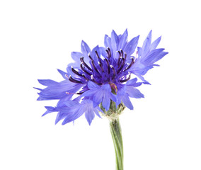 flowers of Centaurea isolated on white background