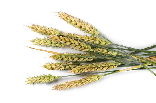 Young wheat ears isolated on white background, top view