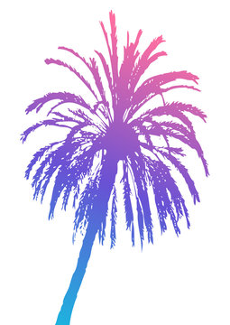 Palm tree silhouette isolated on white