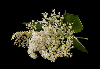 elderberry flowers on a black background