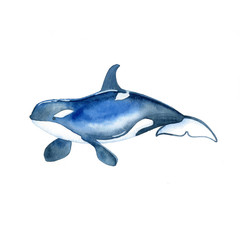 Killer whale watercolor raster. Animals underwater world raster.