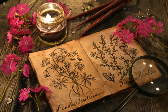 Primrose flowers with herbal candles and diary with drawings of magic plants on planks. Occult, esoteric and divination still life. Halloween background with vintage objects 