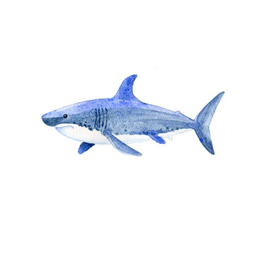 Shark watercolor raster. Animals underwater world raster.
