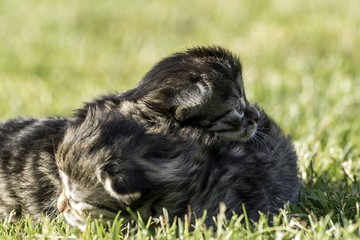two little kittens playing on the lawn
