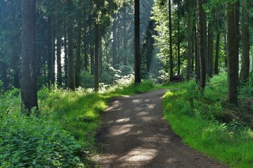 Fototapeta premium Las