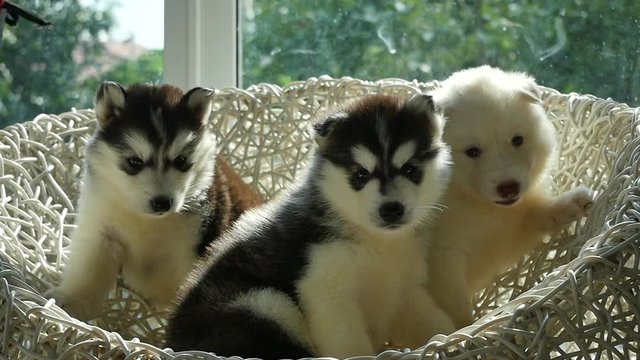 Group of siberian husky puppies sitting on white wicker chair under sunlight slow motion 