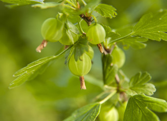 berries of gooseberries on a bush in the garden as a background