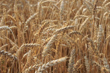 Field of ripe rye. Summer background.