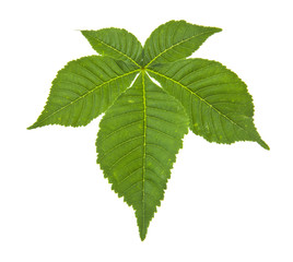 green leaves of chestnut isolated on white background