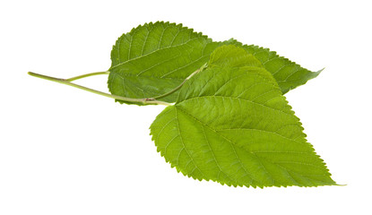 green mulberry leaf isolated on white background