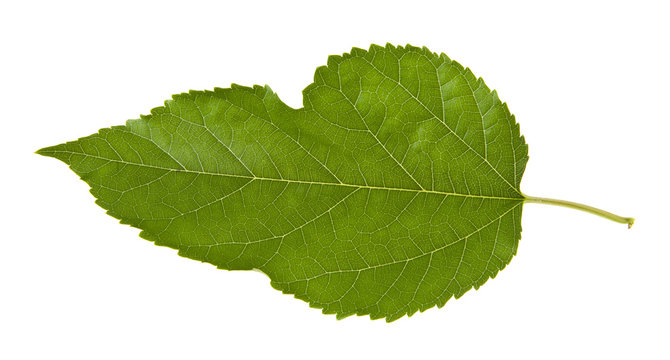 green mulberry leaf isolated on white background