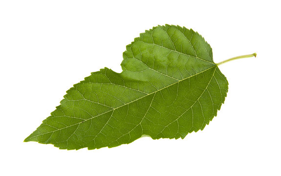 green mulberry leaf isolated on white background