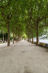 tree, road, nature, trees, park, green, landscape, path, forest, alley, avenue, autumn, spring, leaves, summer, outdoors, season, woods, fall, leaf, foliage, way, walkway, wood, grass
