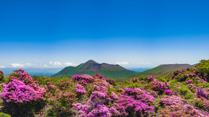 Fototapeta na wymiar 満開のミヤマキリシマと新緑 霧島の山