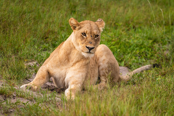 Obraz na płótnie Canvas Mighty Lion watching the lionesses who are ready for the hunt in Masai Mara, Kenya (Panthera leo)