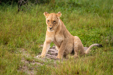 Mighty Lion watching the lionesses who are ready for the hunt in Masai Mara, Kenya (Panthera leo)