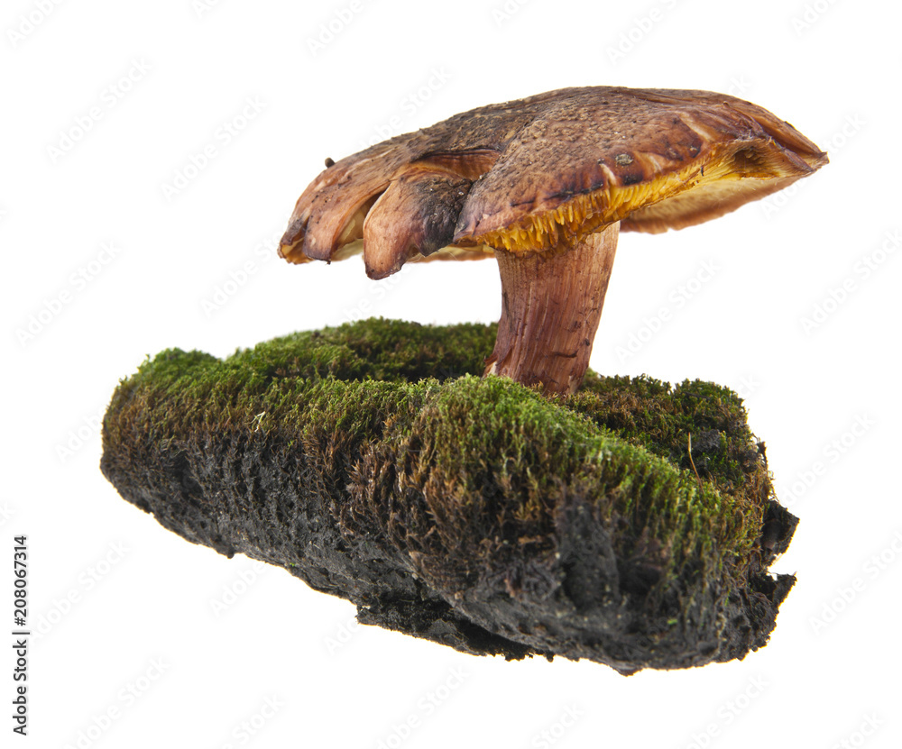 Wall mural mushroom growing in moss isolated on white background