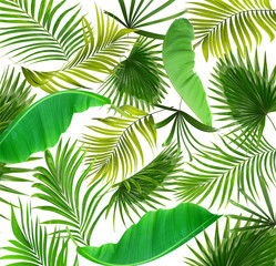 Green leaves of palm tree on white background