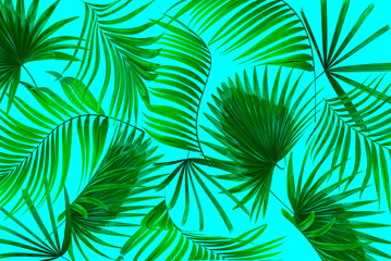 leaves of palm tree background