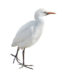 white isolated small heron