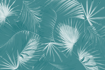 leaves of palm tree background
