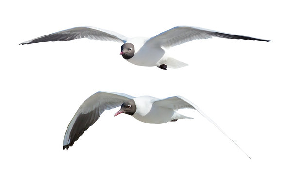 two flying black-headed gulls on white