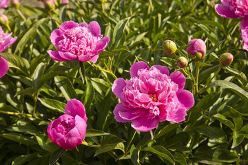 Obraz na płótnie Canvas peony flowers in the garden