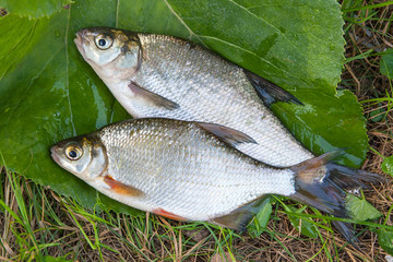 Freshwater common bream and white bream or silver bream fish on natural background..