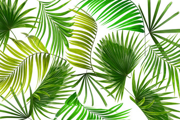 Green leaves of palm tree on white background