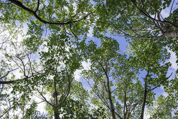various tree trunk and branch leaf up to cloud sky
