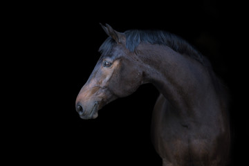 Obraz na płótnie Canvas Bay horse portrait on black background