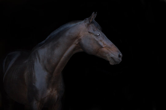 Bay horse portrait on black background