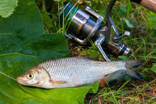 View of the European chub fish and fishing rod with reel on the natural background. .