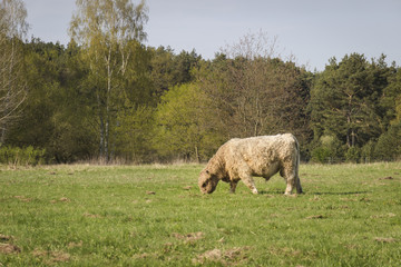 dun galloway bull eats in a pasture
