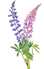 Obraz premium two lupines isolated on white