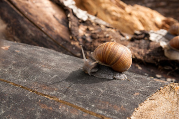 Close up view of Burgundy snail (Helix, Roman snail, edible snail, escargot) crawling on the trunk of old pine tree. .