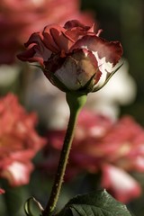 beautiful red rose blooms in the garden
