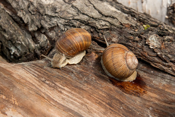Two Burgundy snails (Helix, Roman snail, edible snail, escargot) crawling on the trunk of old aspen tree. .