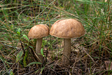 Close up view of two brown cap boletus growing in forest.