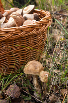 Close up view of two brown cap boletus growing in forest.