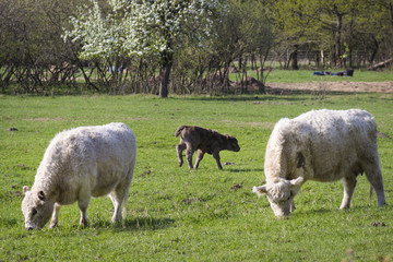 Obraz na płótnie Canvas two dun Galloway cattle with a calf