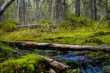 Fototapeta na wymiar creek in the forest