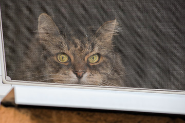 The cat looks out from behind the protective mesh on the window