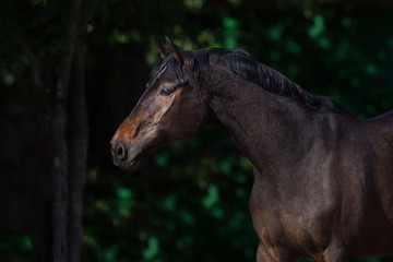 Fototapeta na wymiar Horse portrait on summer landscape outdoor