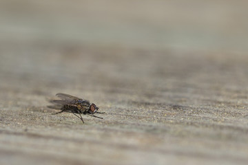 Macro shot of a fly