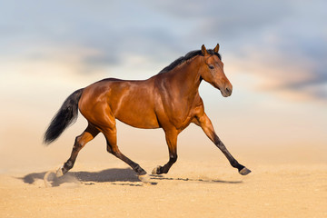 Bay stallion  run in desert dust against sky