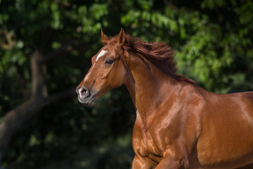 Horse portrait on summer landscape outdoor