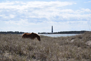Wild horse grazing on Shackleford Island in front of lighthouse