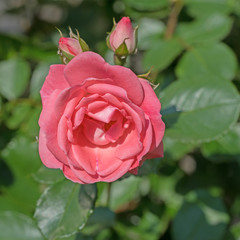 Kulturrosen, Edelrose, Strauchrosen